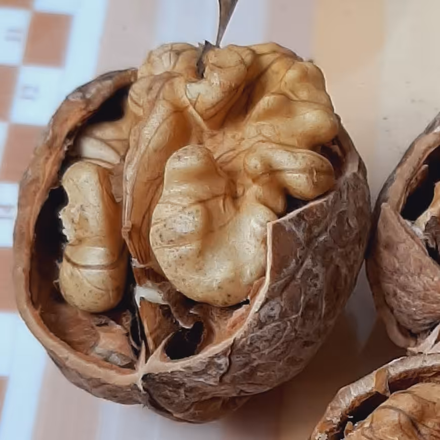 گردوی تک بن کوهستانی  1402(2000 گرم)ارسال رایگان