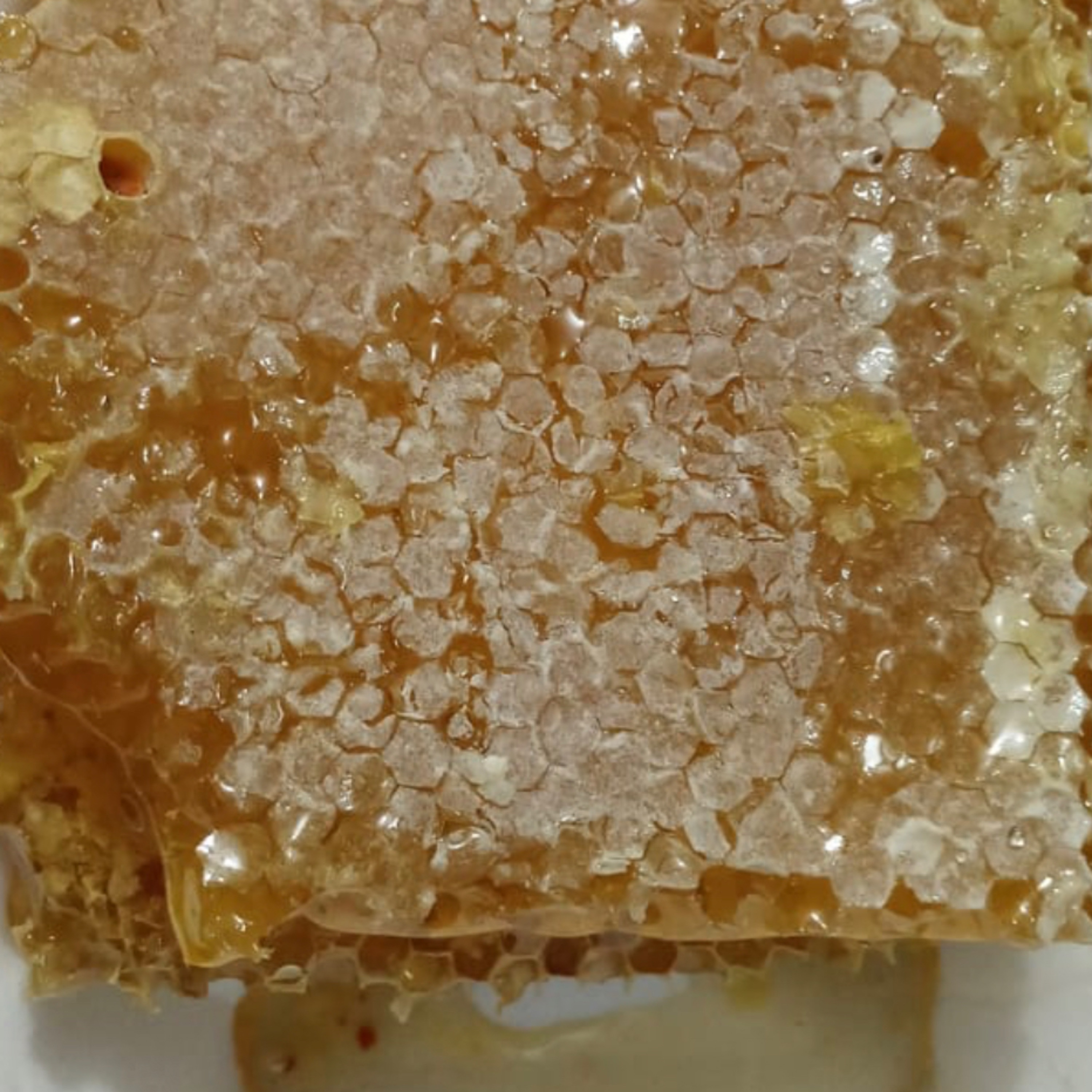 عسل جنگل شمال (پس کرایه)