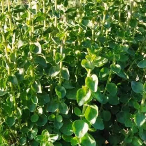 آویشن شیرازی 80 درصد برگ یک کیلویی