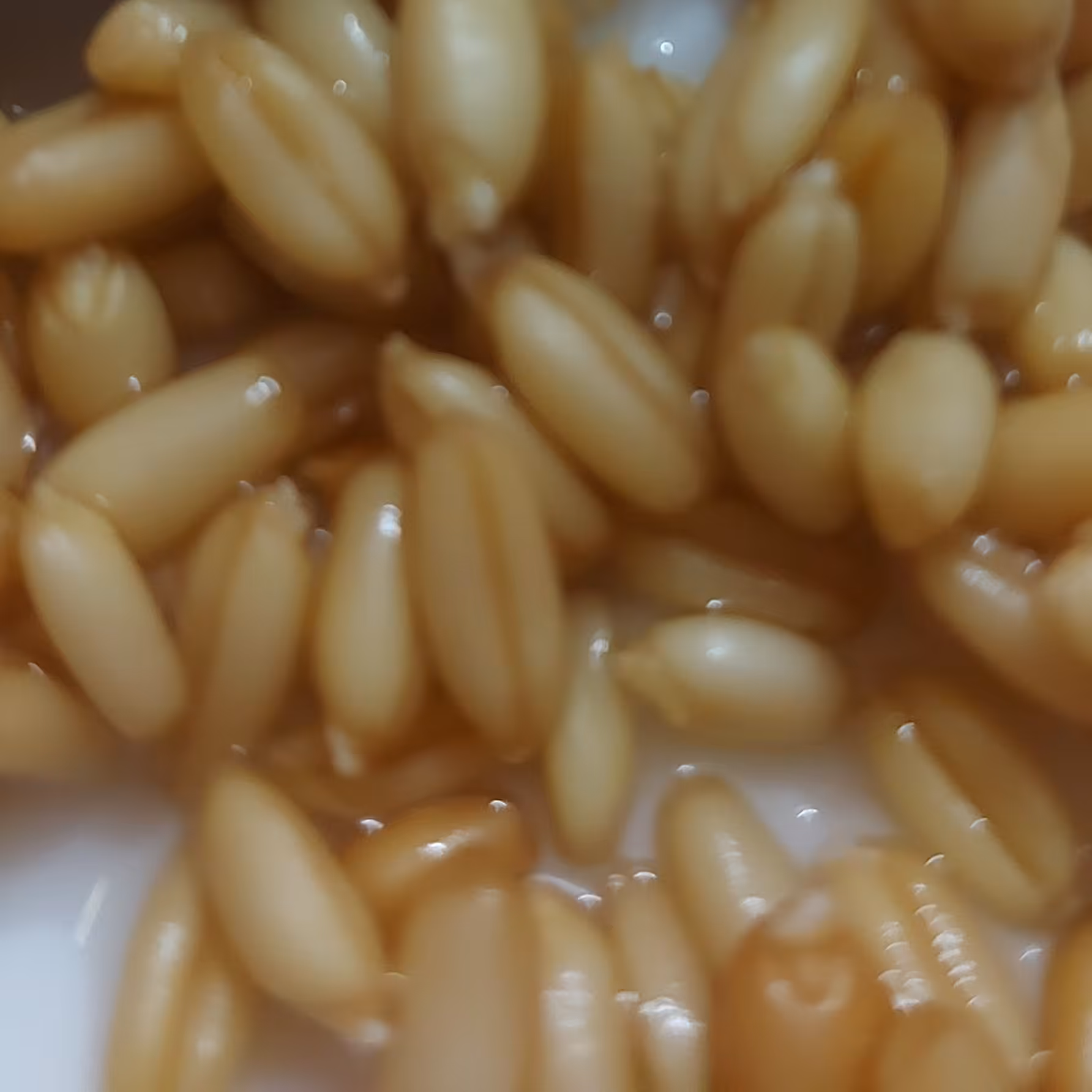 جوانه گندم تازه با اب تصفیه جوانه زده بسیار شیرین و مغذی