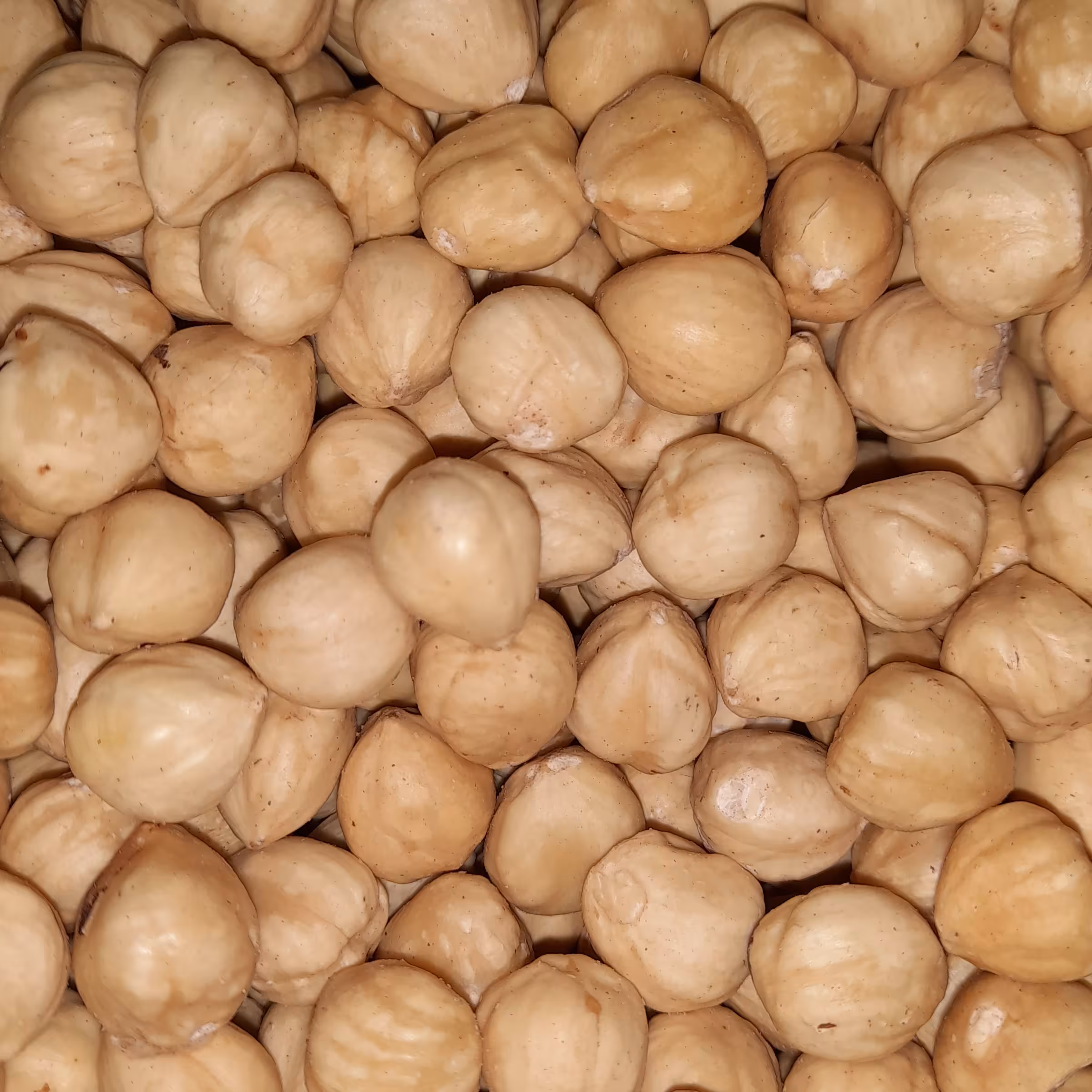 مغز فندق پوست کنده