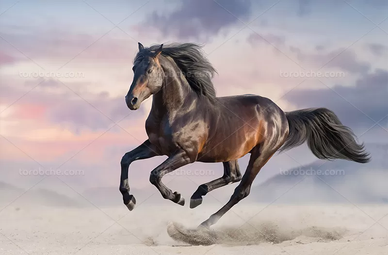 عکس اسب دونده مشکی | گرافیک با طعم تربچه