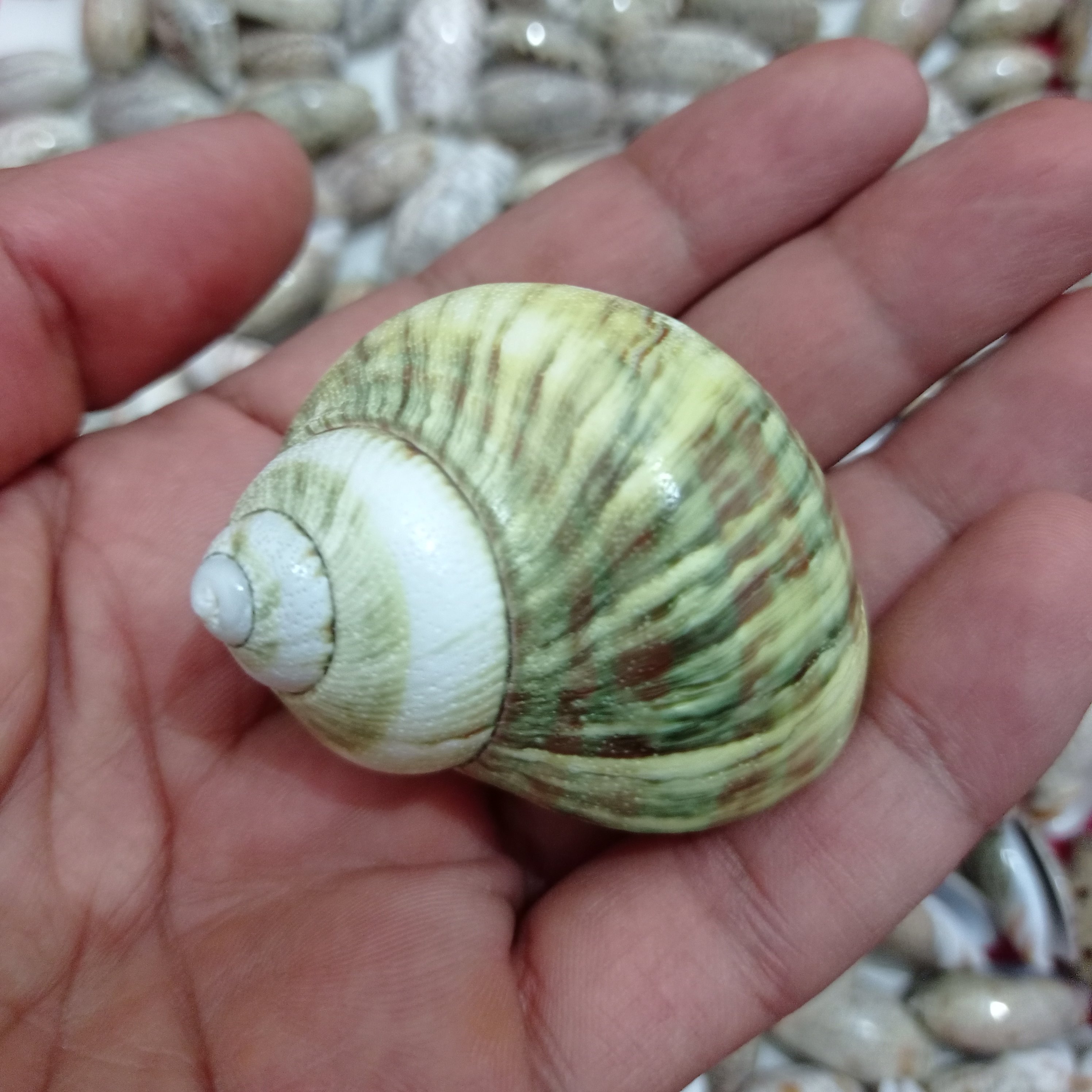 صدف حلزونی توربو رنگ سبز طبیعی وارداتی 