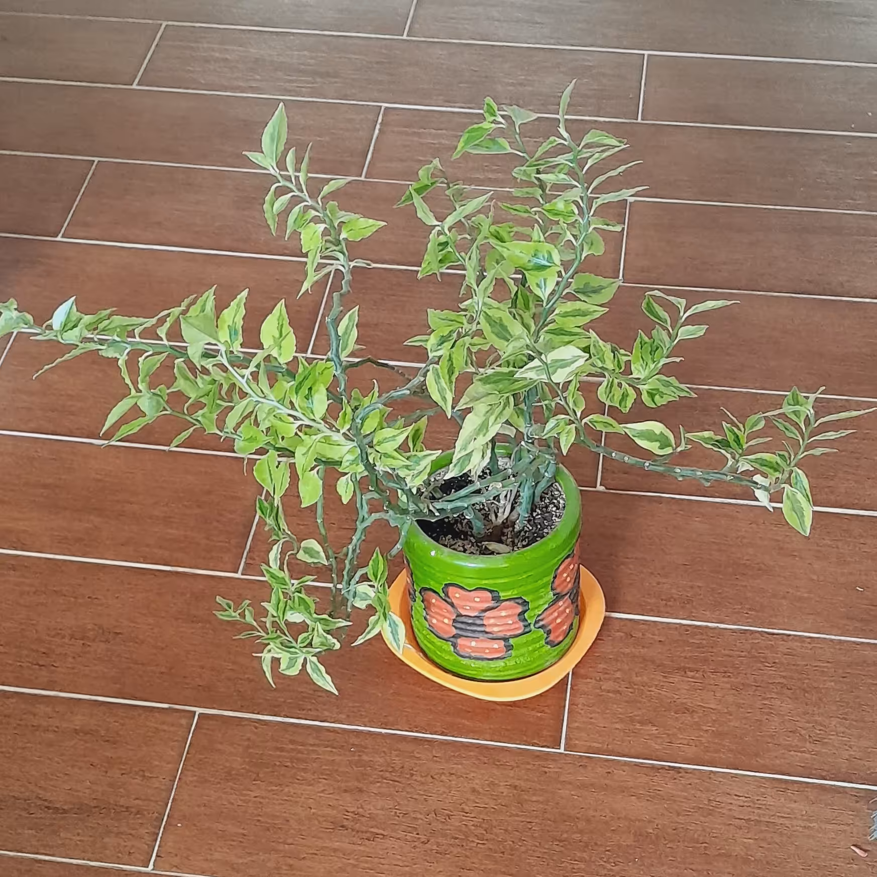 گل پدیلانتوس یا ستون فقرات شیطان، خاص همراه با گلدان سفال طراحی شده ، رشد عالی نیاز ب نور دهی کافی