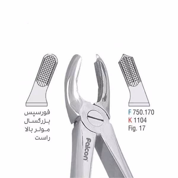 فورسپس بزرگسال مولر بالا راست - کوشا