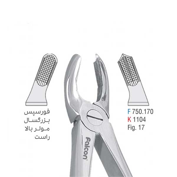 فورسپس بزرگسال مولر بالا راست - کوشا