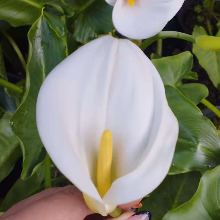 پیاز گل شیپوری بسته 10 عددی 