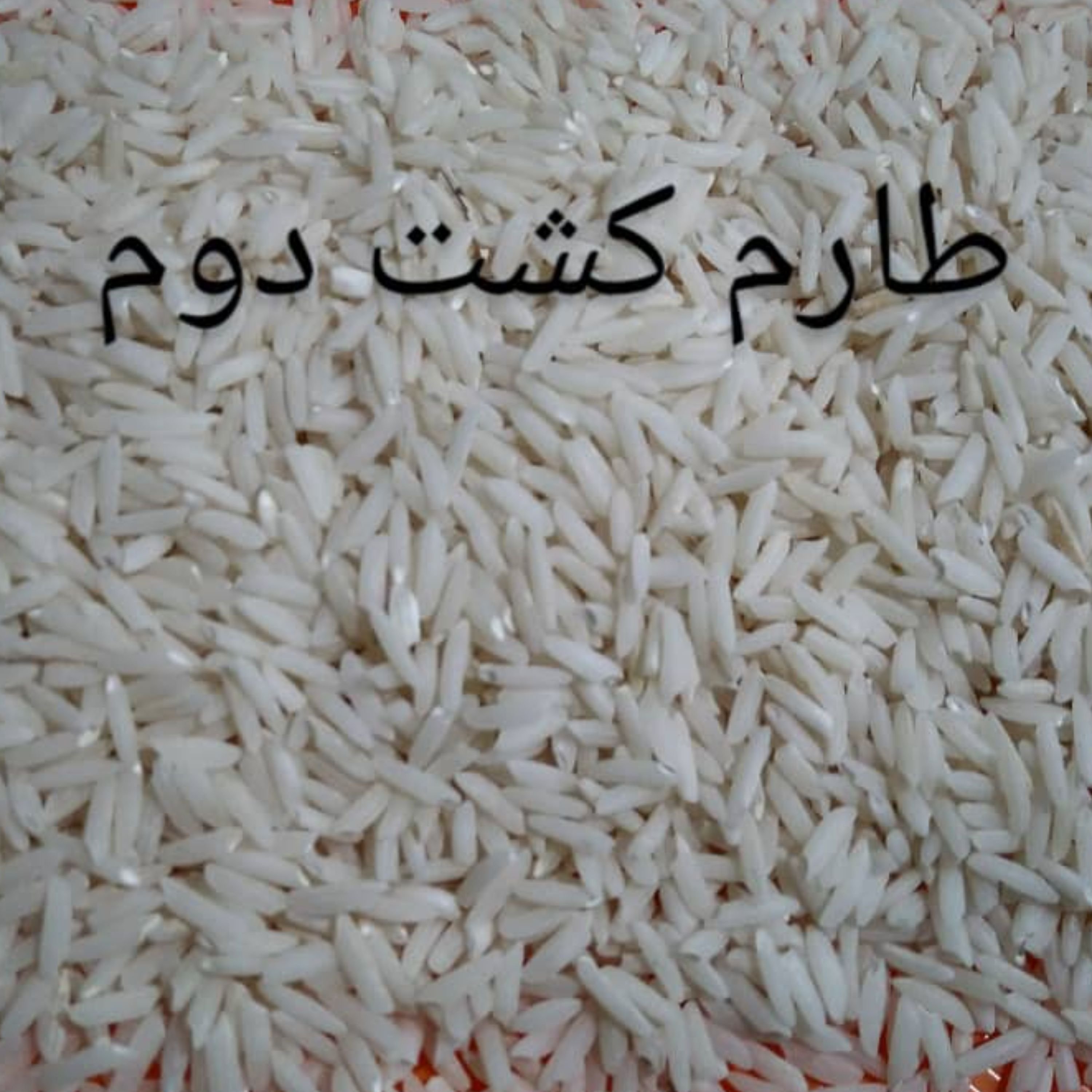 برنج طارم