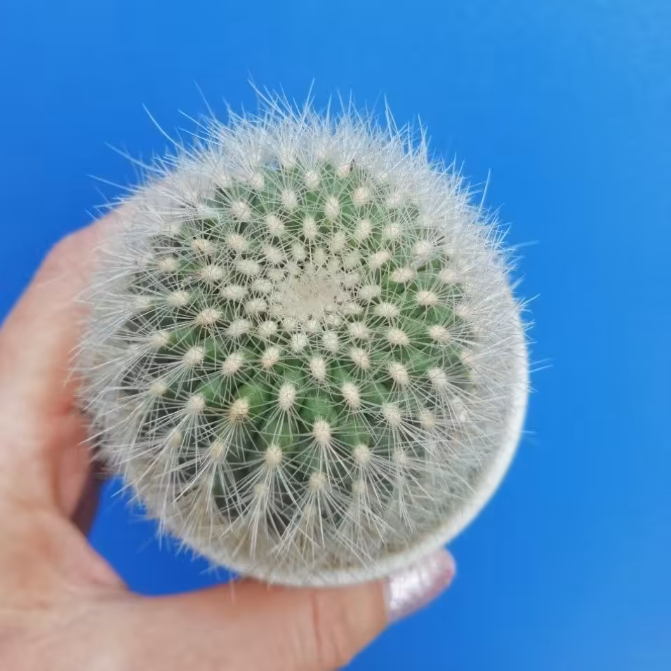 ماتوکانا هاینی،گلدان 8