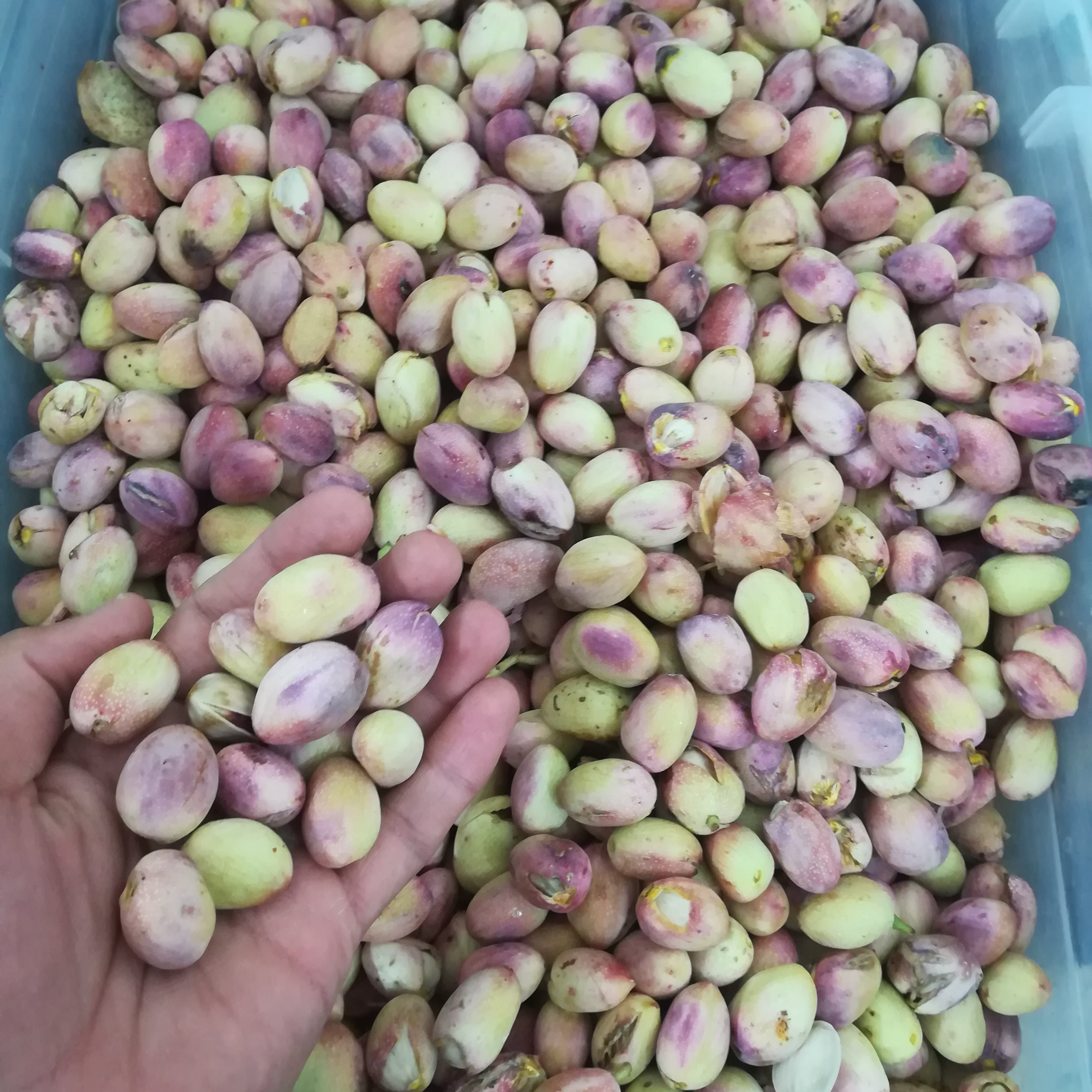 پسته تازه درشت صادراتی یک کیلویی