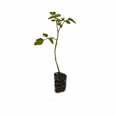 نشاِء گوجه فرنگی
