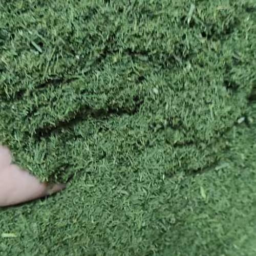 شوید خشک اعلا محلی کاشان 