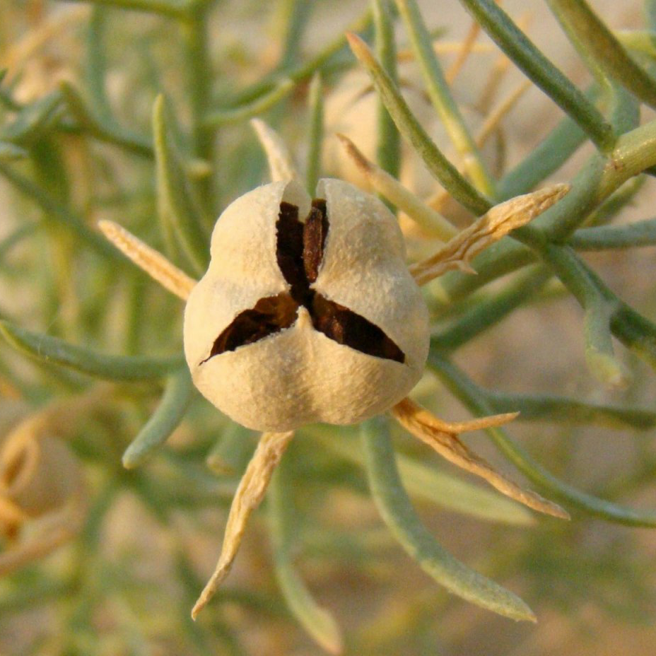 روغن اسپند 30 سی سی 