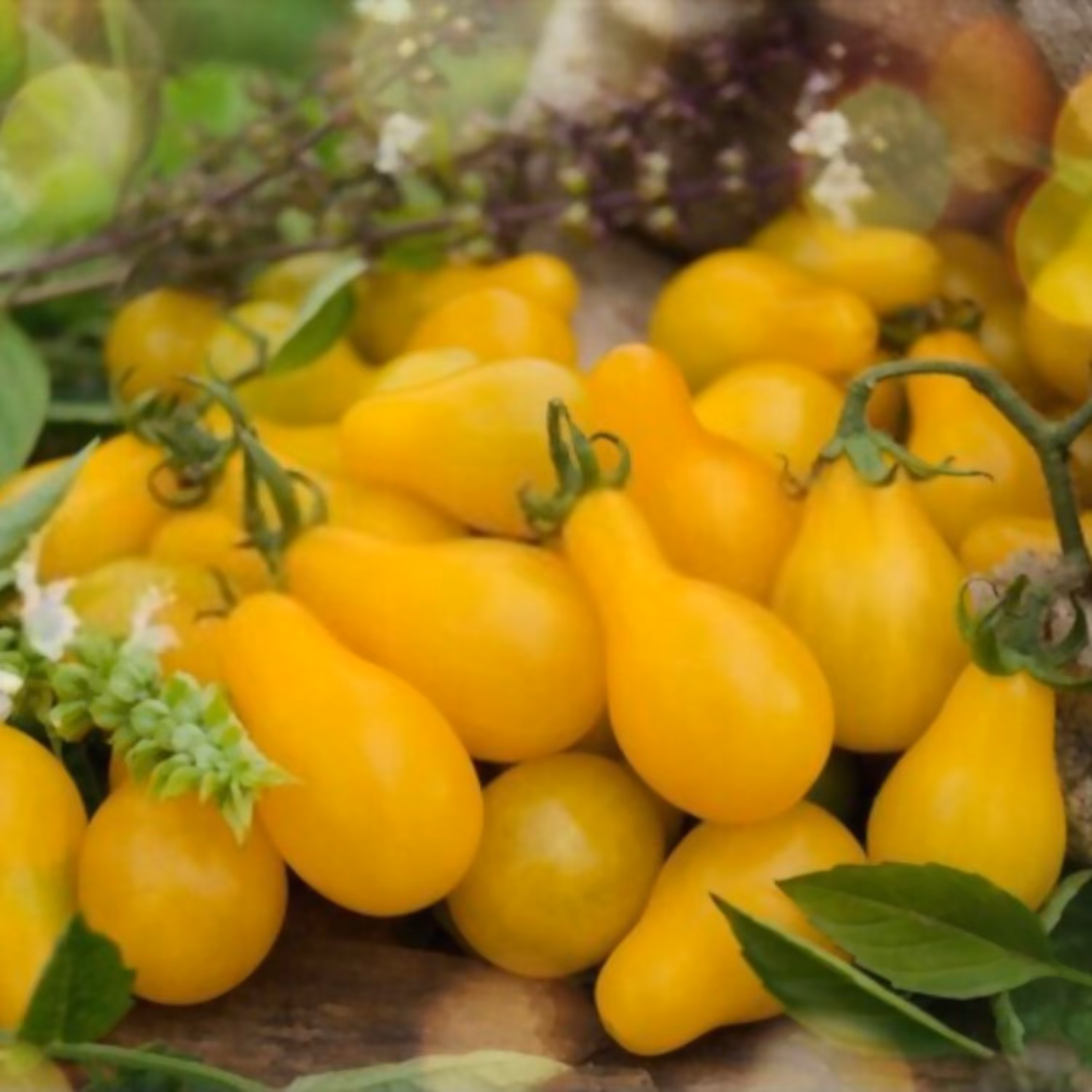 بذر گوجه گلابی زرد درختی