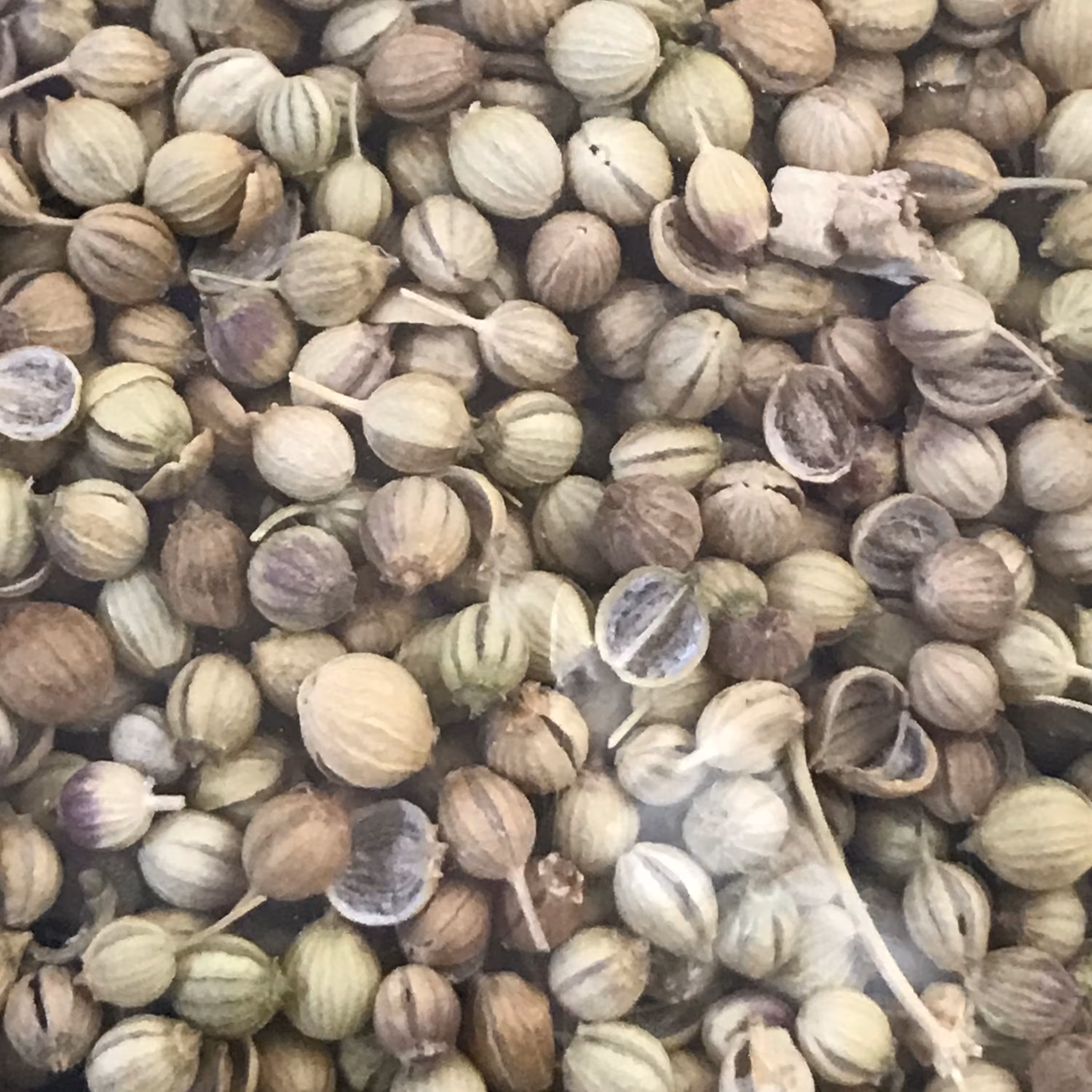 تخم گشنیز-درجه یک (200گرمی)