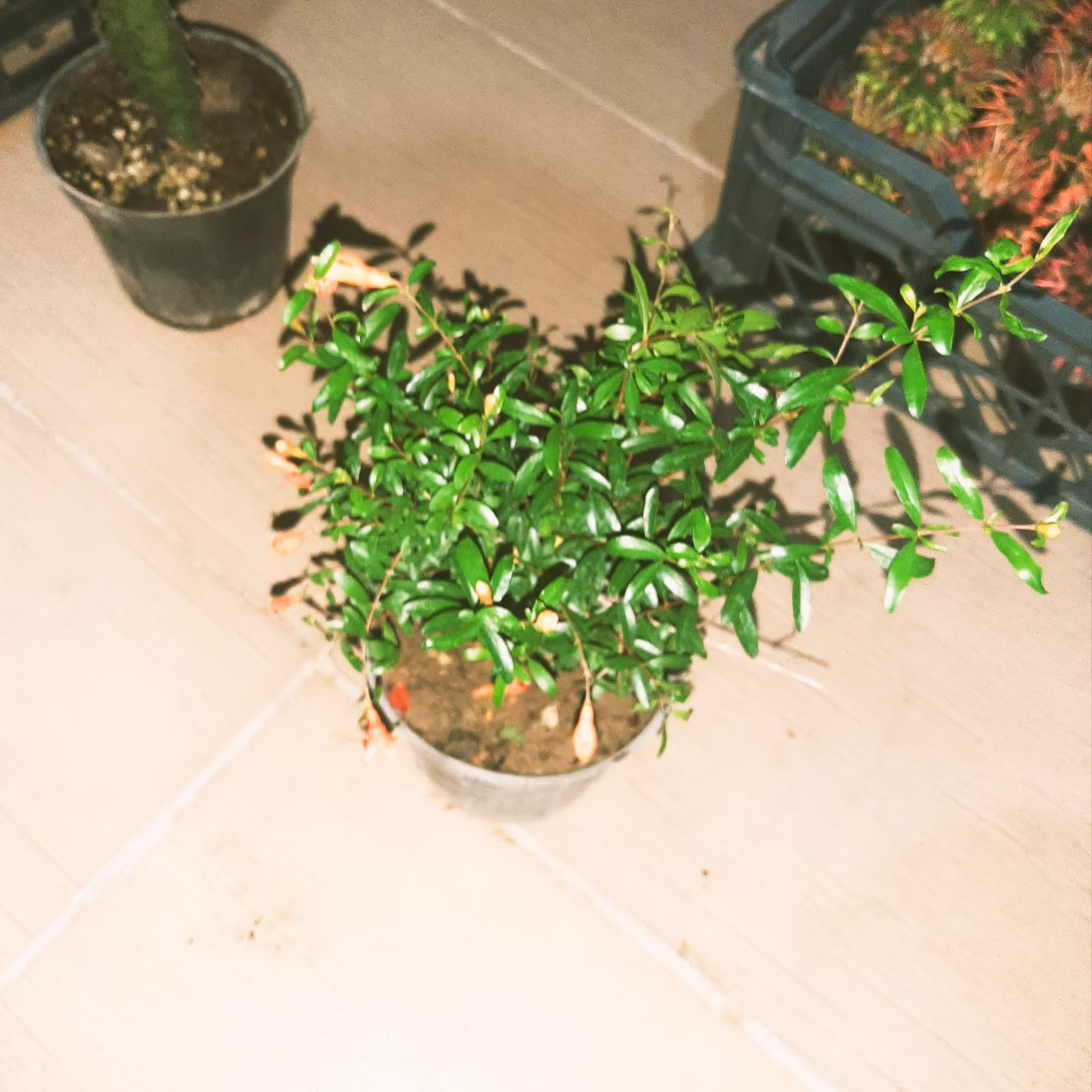 انار زینتی(گلدان 14 )