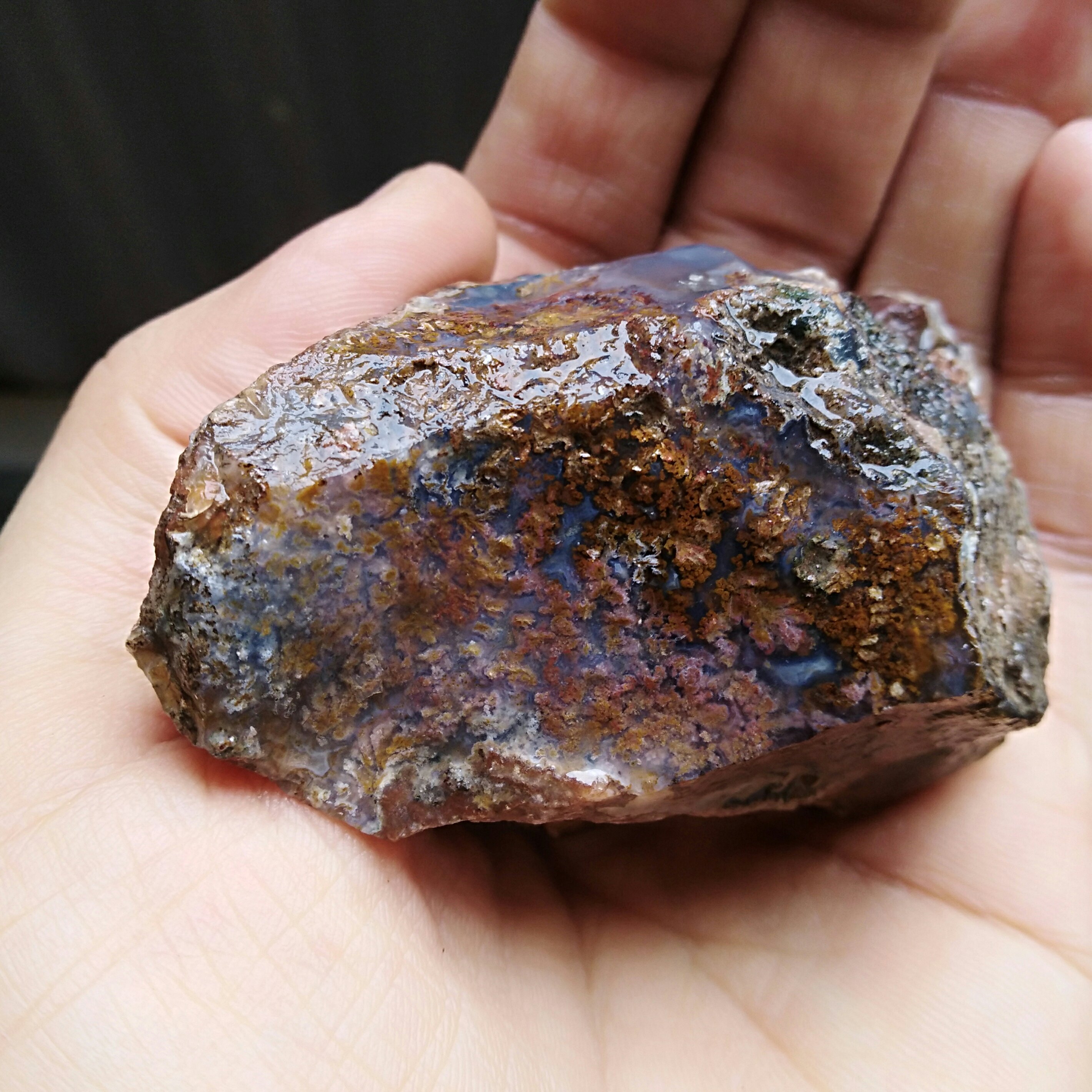 راف شجر 7رنگ محشر شاهکار خلقت کاملا طبیعی