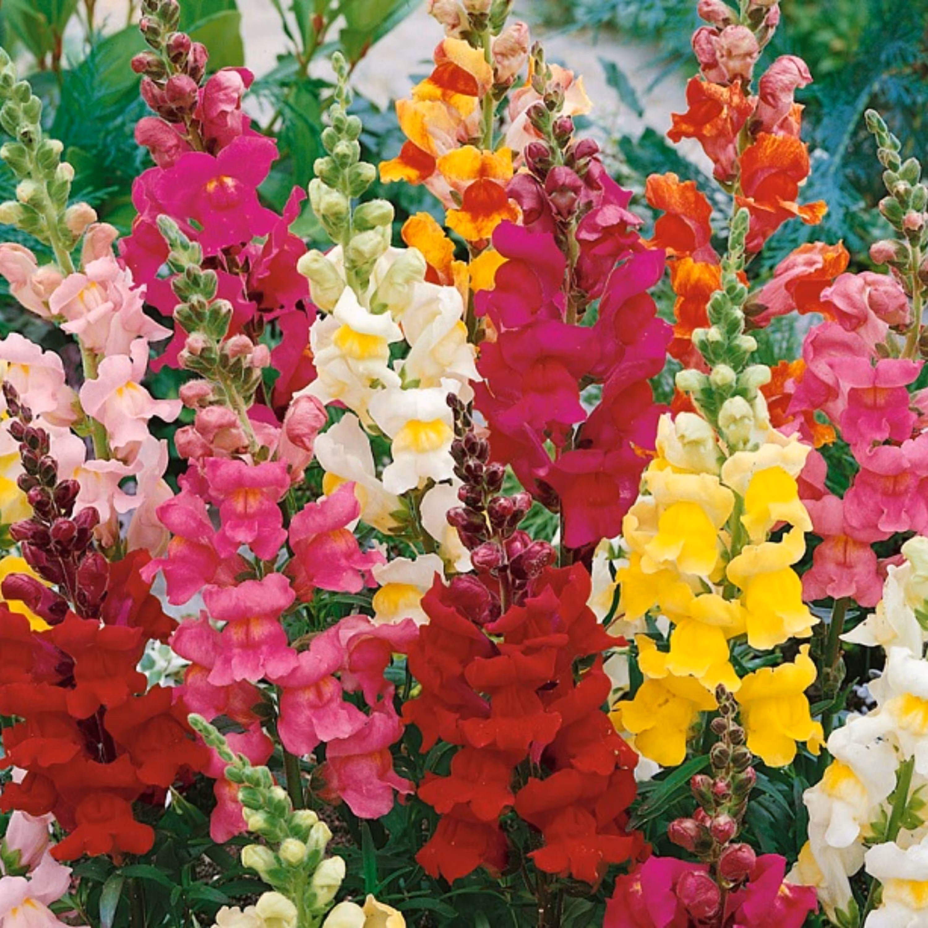بذر گل میمون ابلق 50 عددی 