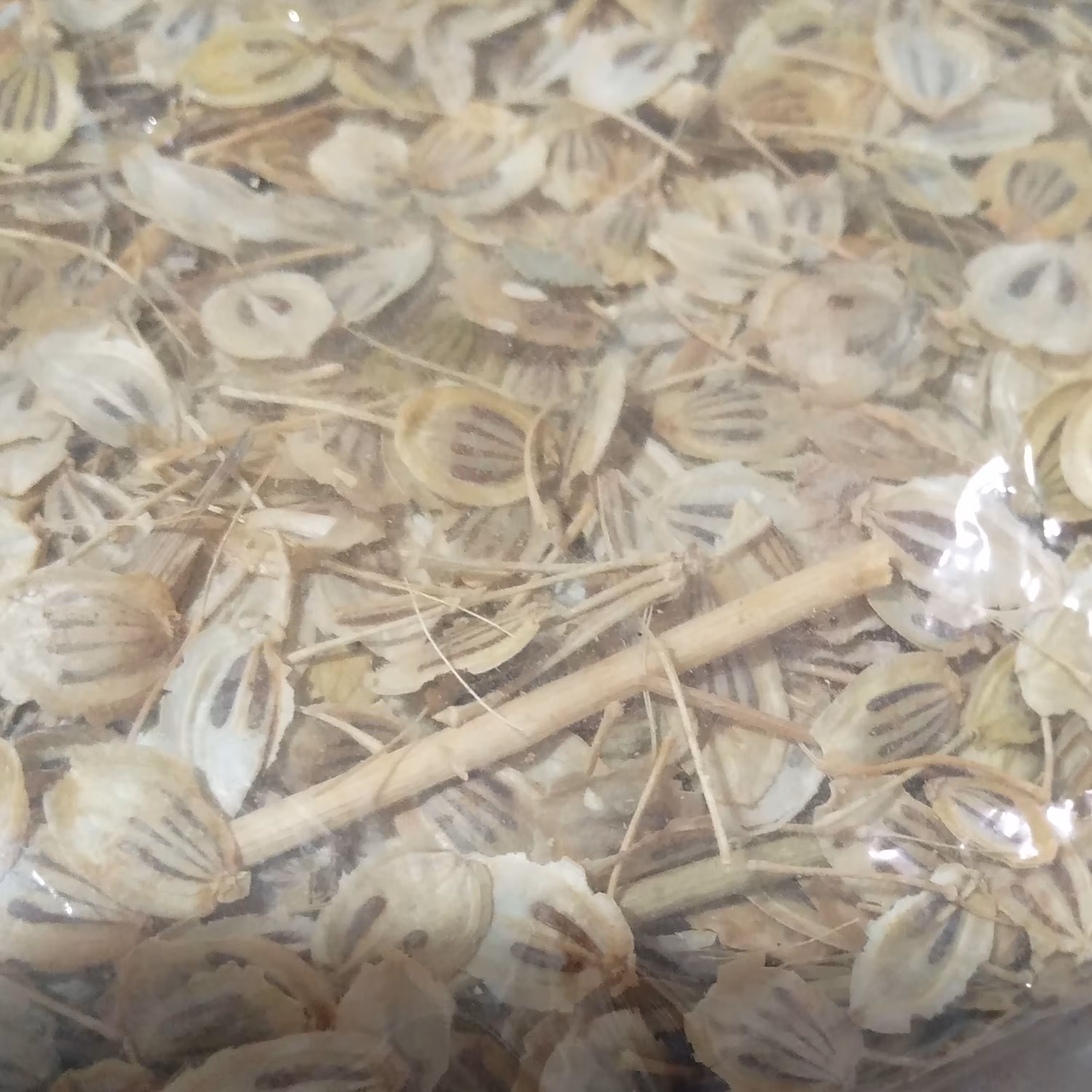 گلپر  قلم مرغوب