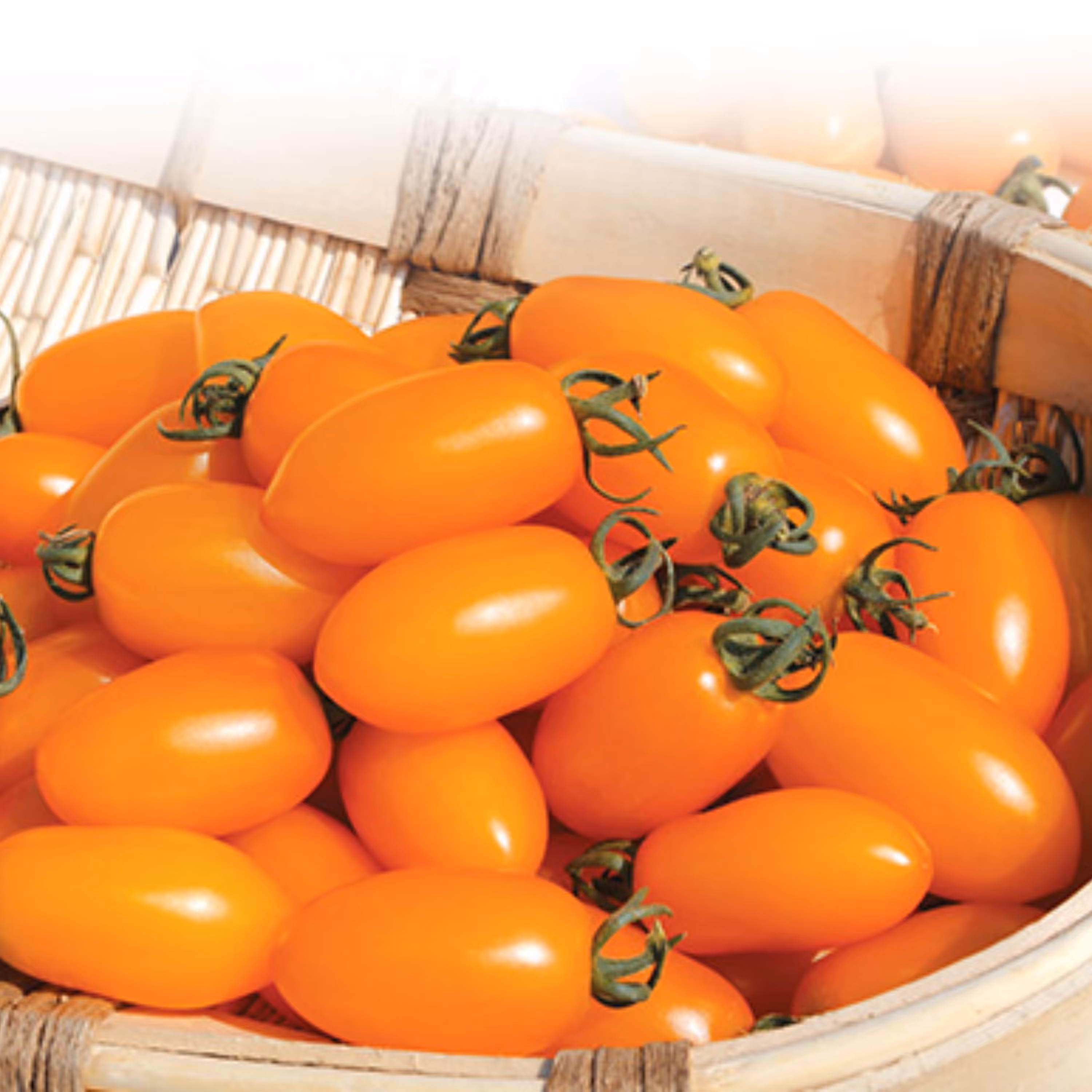 بذر گوجه زیتونی نارنجی درختی
