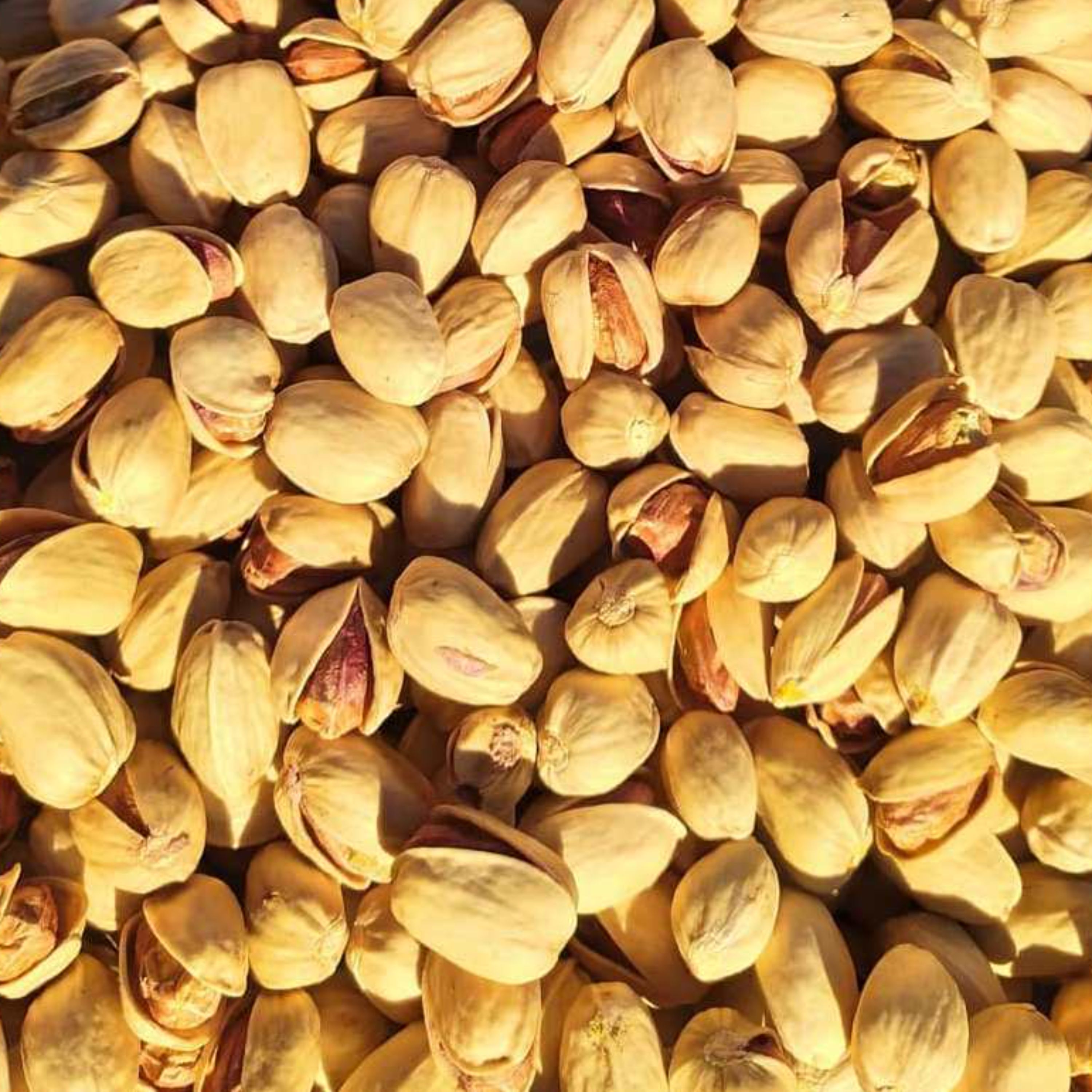 پسته کله قوچی ارگانیک زعفرانی 2 کیلو - تمام خندان - ارسال رایگان