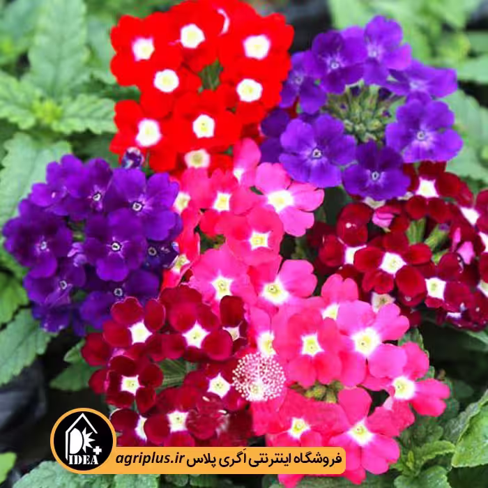 بذر گل شاه پسند