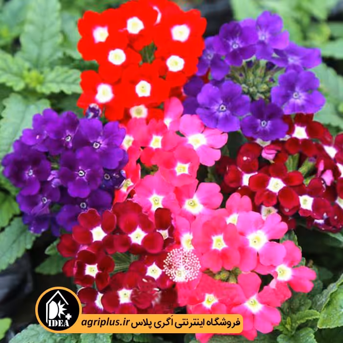بذر گل شاه پسند