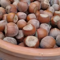 فندق خام تازه 1403، پنج کیلویی،ارگانیک،فندق اشکورات