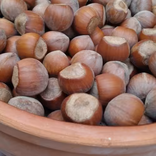 فندق خام تازه 1403، پنج کیلویی،ارگانیک،فندق اشکورات