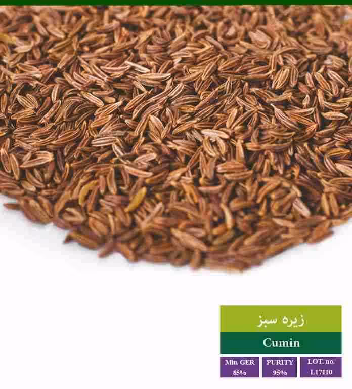 بذر زیره سبز - بذر طلایی رویان