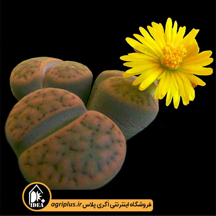 بذر کاکتوس Lithops Schwantesii