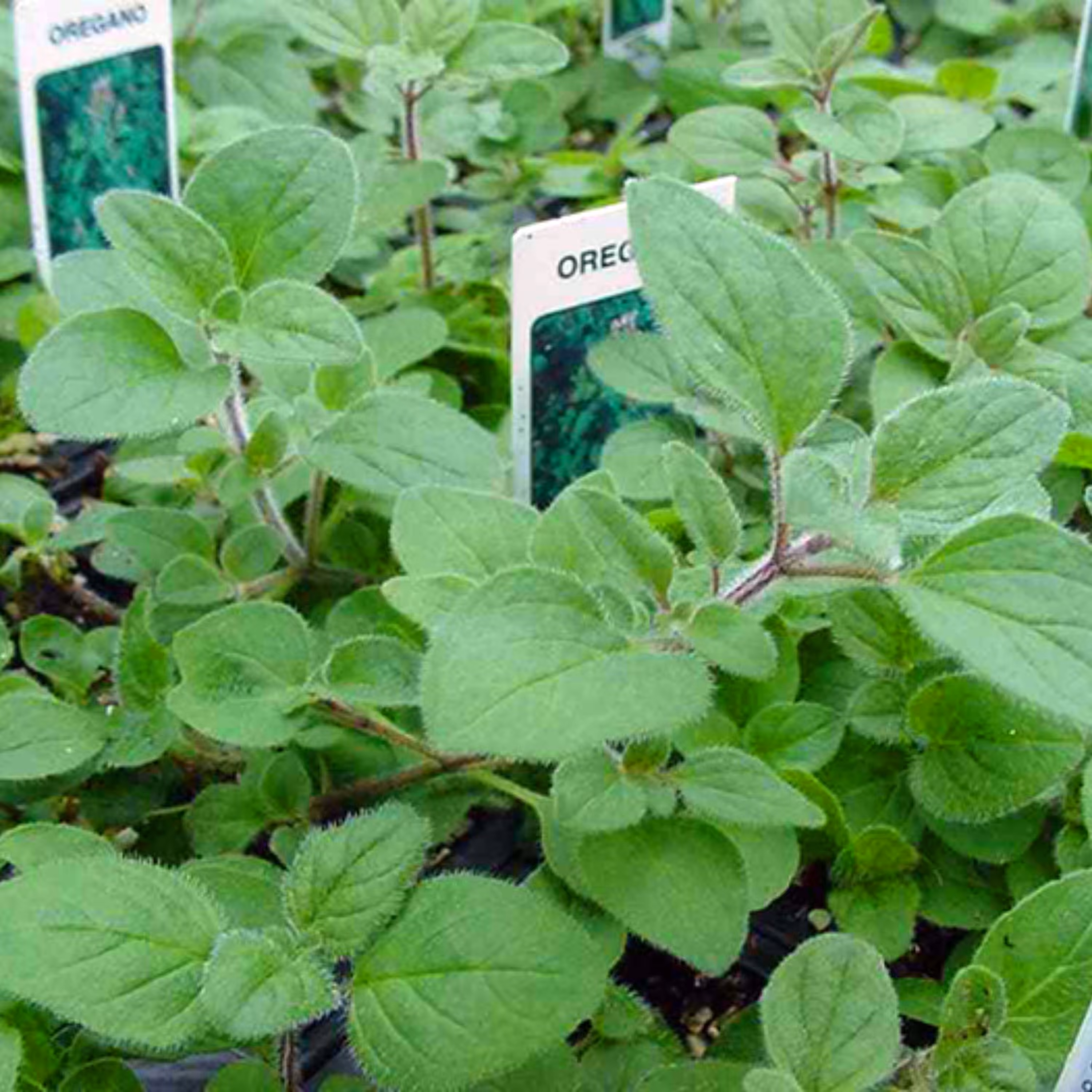 بذر مرزنجوش معطر بسته 200 عددی