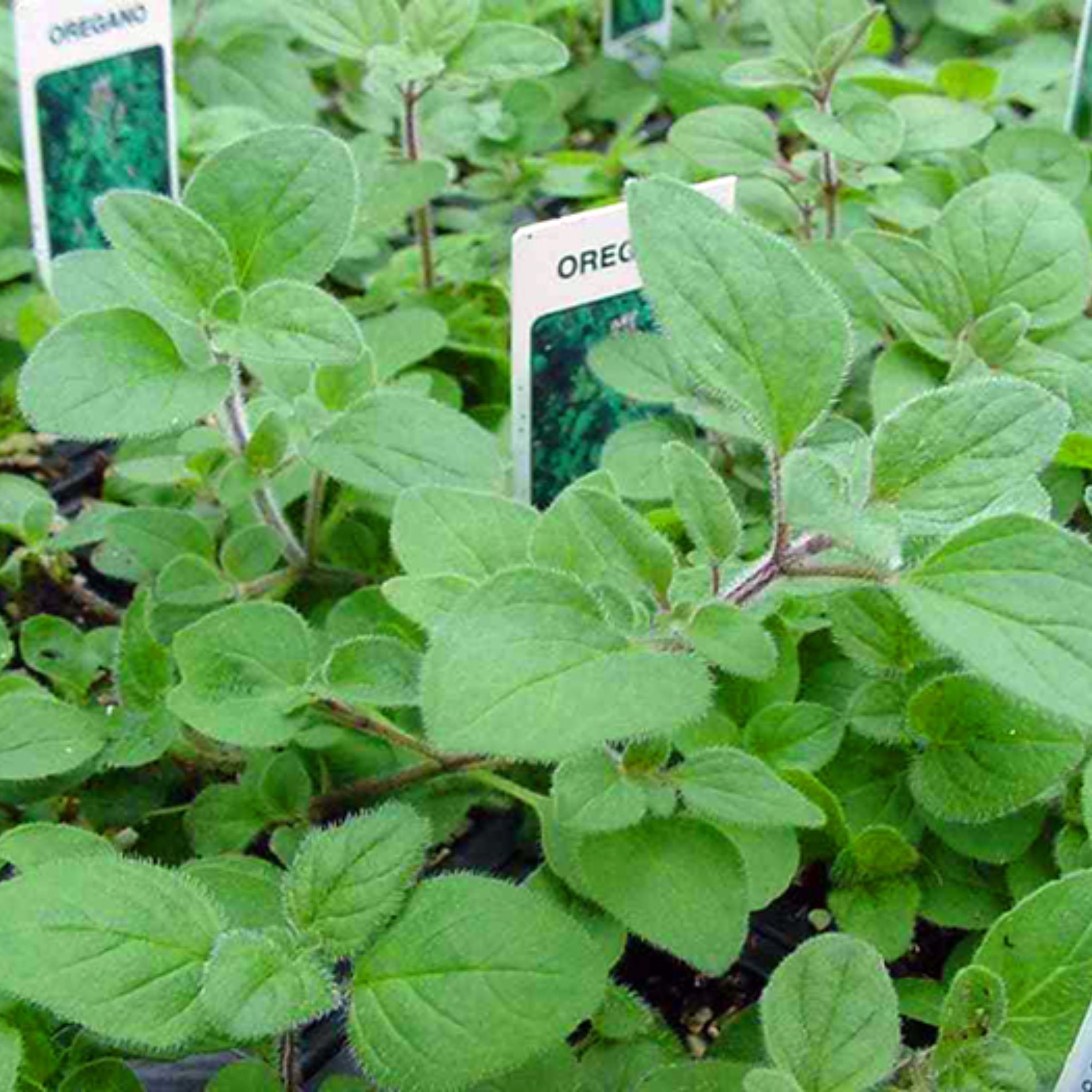 بذر مرزنجوش معطر بسته 200 عددی