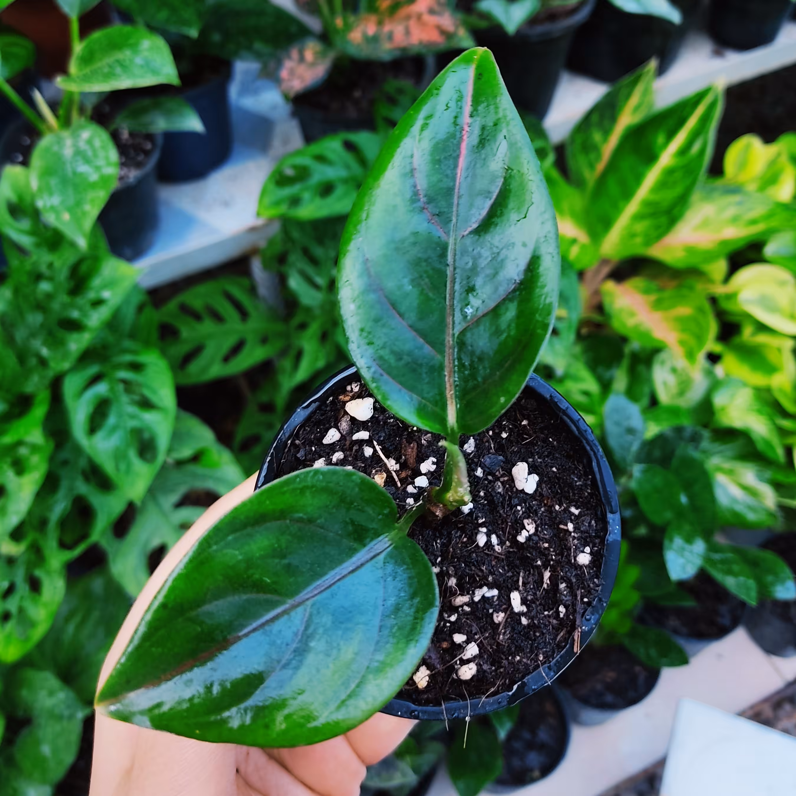 آگلونما روتاندوم واریته خاص دارای خطوط قرمز رنگ گلدان 8