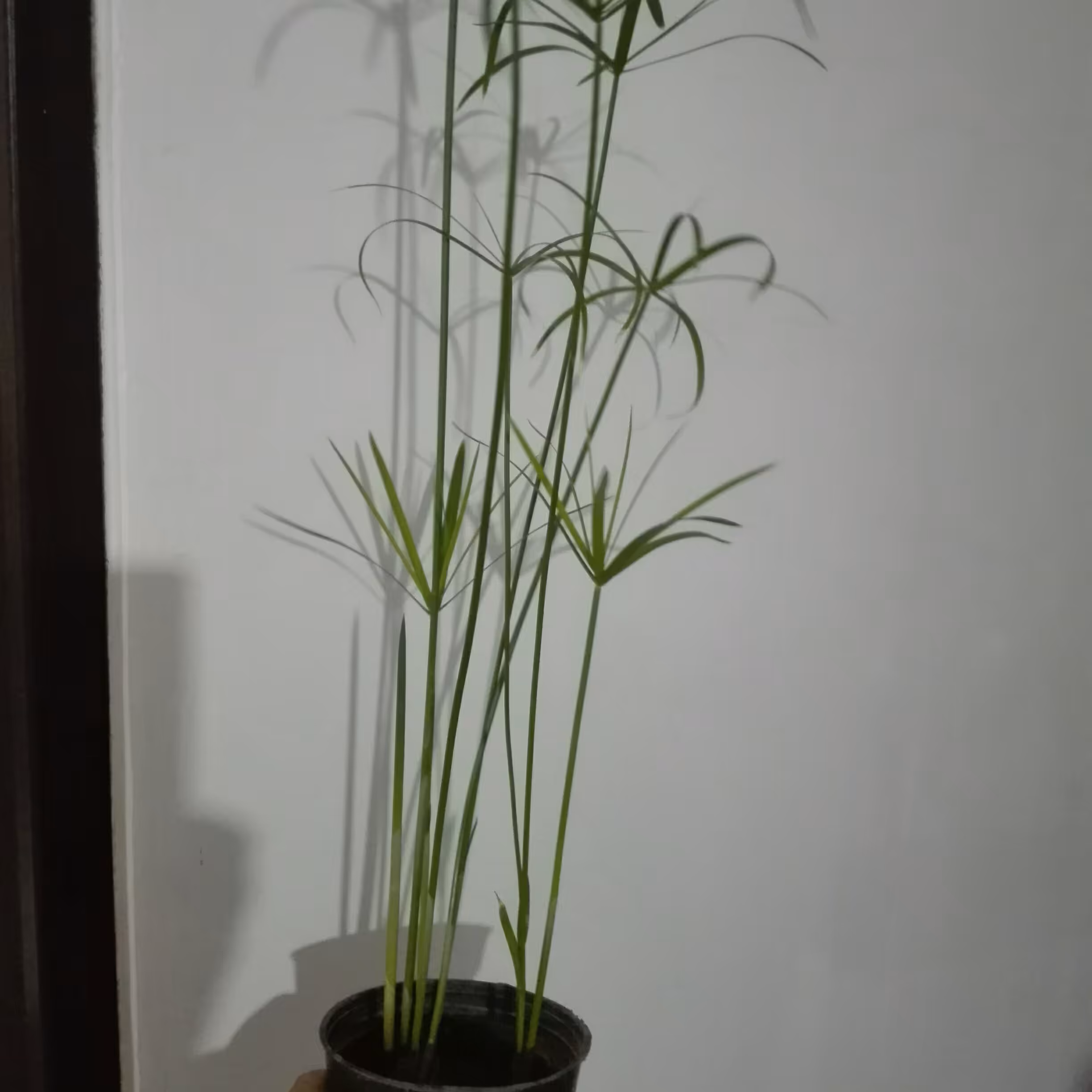 گل نخل مرداب