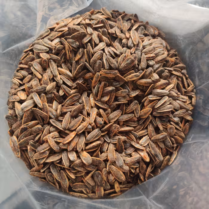 پخش تخمه آفتابگردان خارجی طعم کچاپ نه کیلو و شیصد گرم