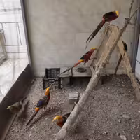 تخم نطفه دار قرقاول بلژیکی(طلایی)