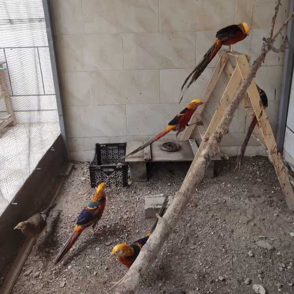 تخم نطفه دار قرقاول بلژیکی(طلایی)