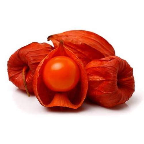 بذر فیسالیس(عروسک پشت پرده)قرمز بسته 25 عددی