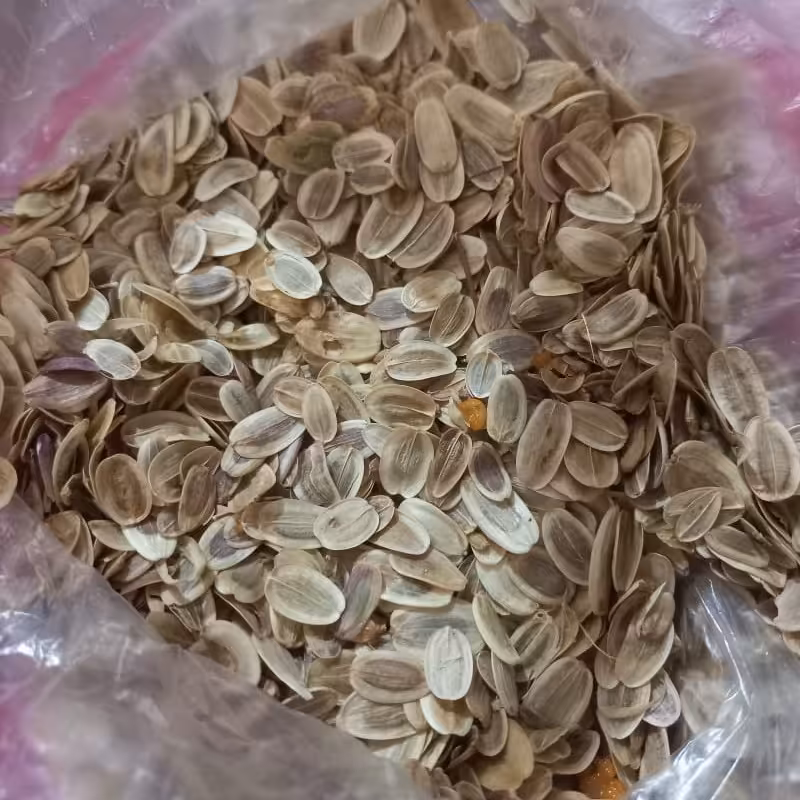 بذر آنغوزه بسته 1 کیلو گرمی 