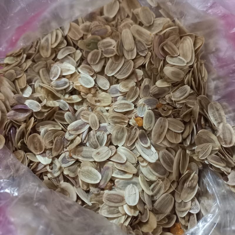 بذر آنغوزه بسته 1 کیلو گرمی