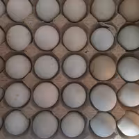 تخم مرغ محلی آبی رنگ مرغ نژاد شیلی  (آرکانا)کارتن 6 شانه ای مجموع 180 عدد با وزن 12 کیلو گرم به بالا 