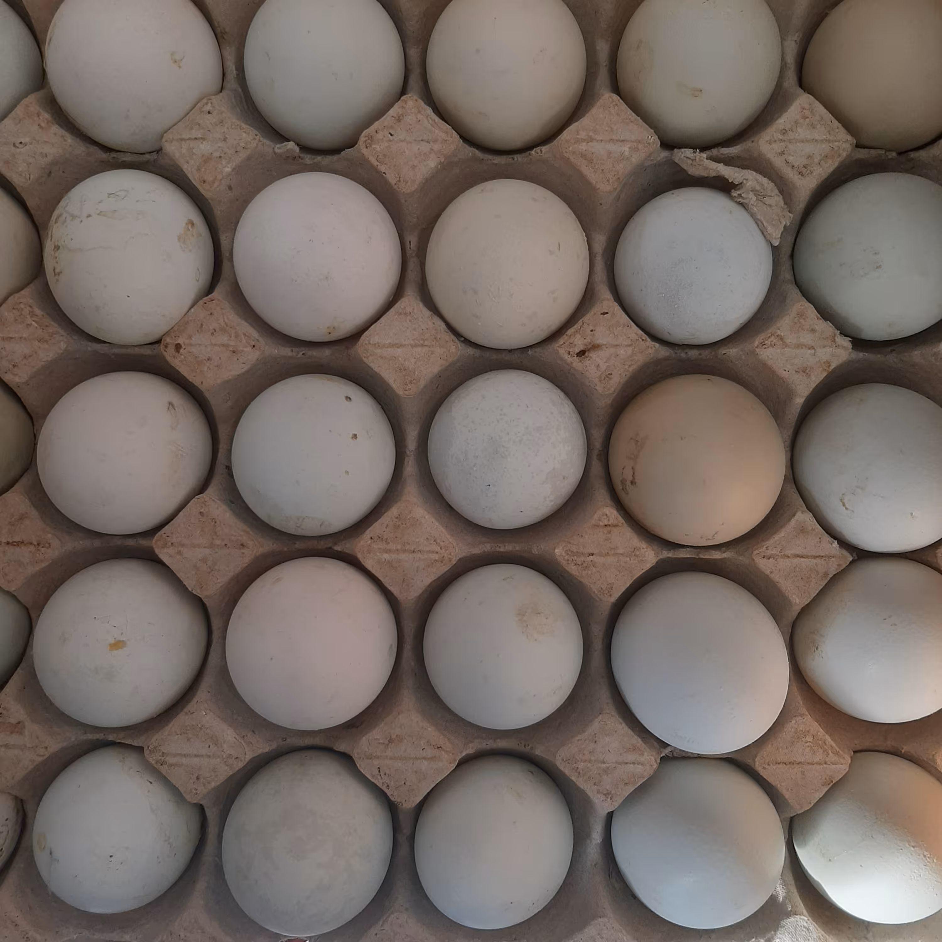 تخم مرغ محلی آبی رنگ مرغ نژاد شیلی  (آرکانا)کارتن 6 شانه ای مجموع 180 عدد با وزن 12 کیلو گرم به بالا 