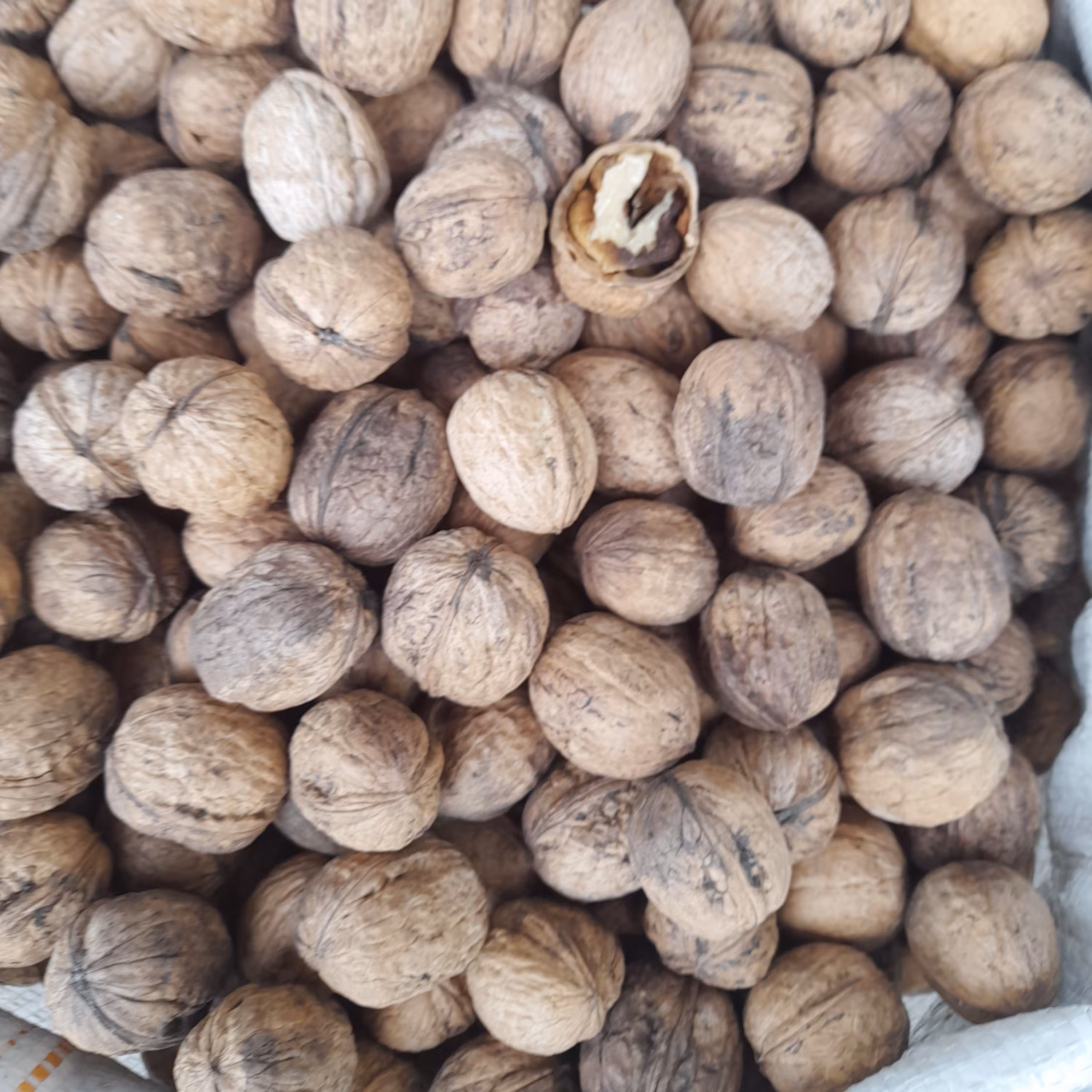 گردوی ایرانی  یک کیلویی