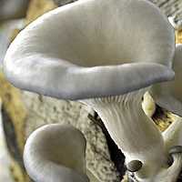 کمپوست قارچ صدفی خاکستری یا اویستر