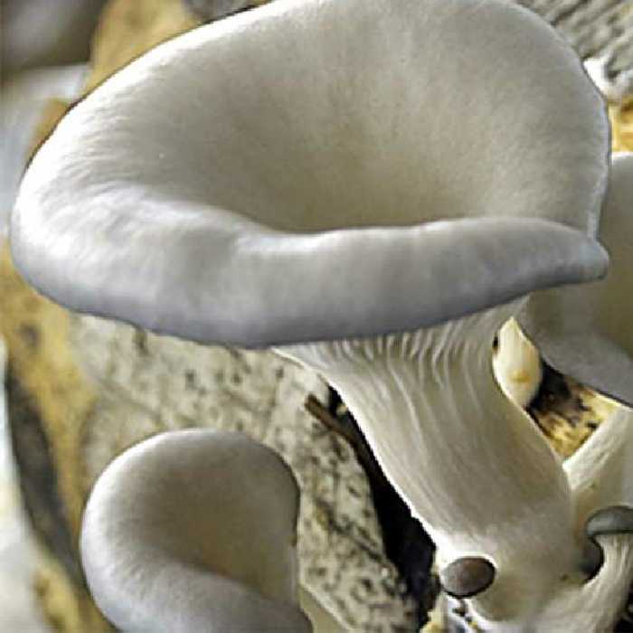 کمپوست قارچ صدفی خاکستری یا اویستر