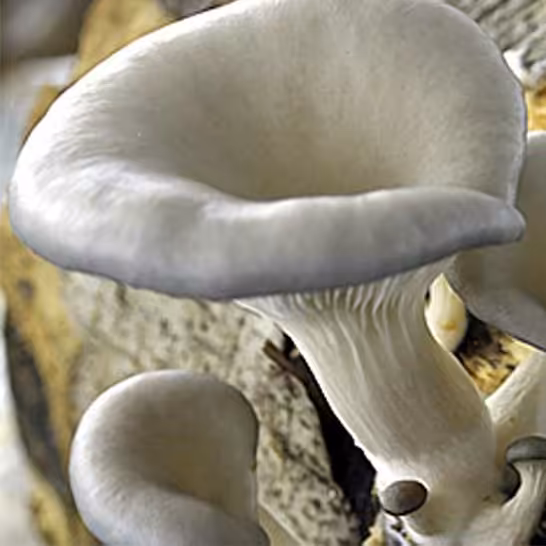 کمپوست قارچ صدفی خاکستری یا اویستر