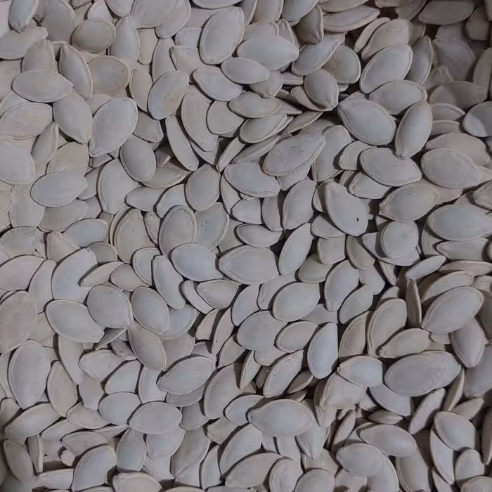 تخمه کدوی تازه تفت داده شده