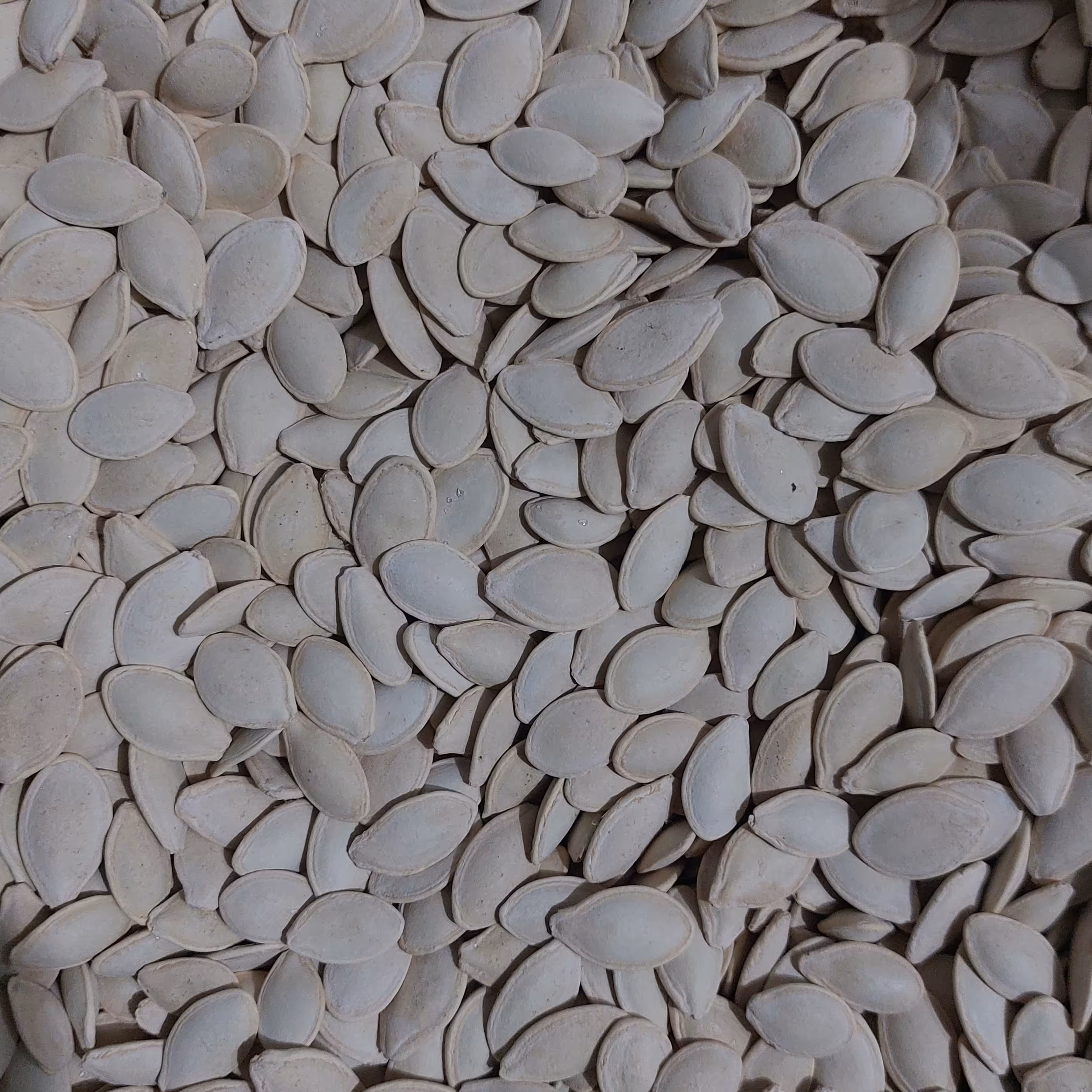 تخمه کدوی تازه تفت داده شده