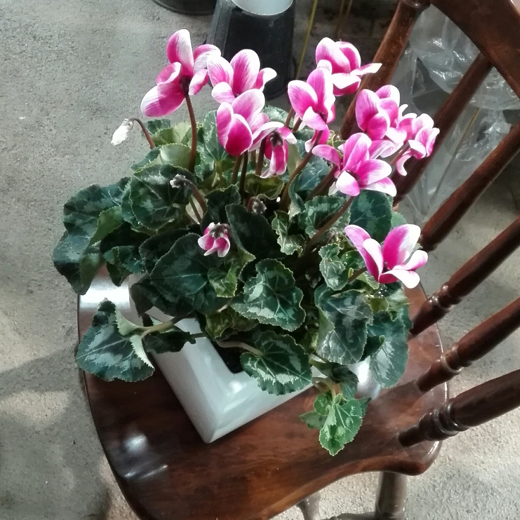 گل سیکلامن سفید سرخابی (پس کرایه)